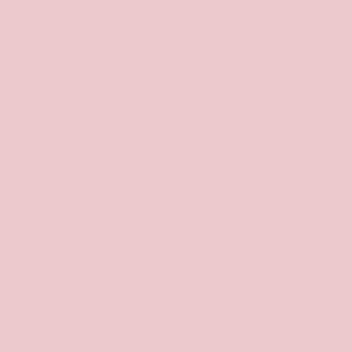 Pink Cardoon